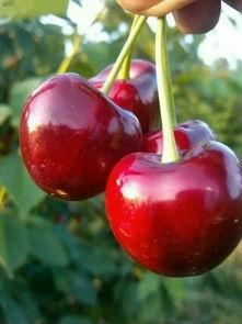 国产大樱桃坏得快吗视频  第1张