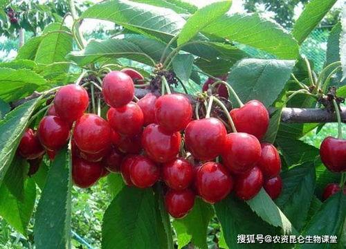 国产大樱桃坏得快吗视频  第2张