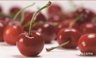 国产大樱桃坏得快吗视频  第3张