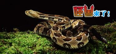 国产蛇怎样上手视频教程  第1张