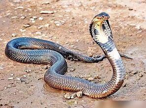 国产蛇怎样上手视频教程  第2张