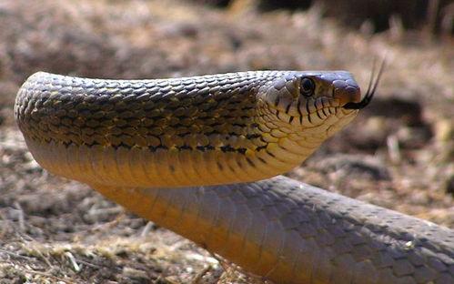 国产蛇怎样上手视频教程  第3张