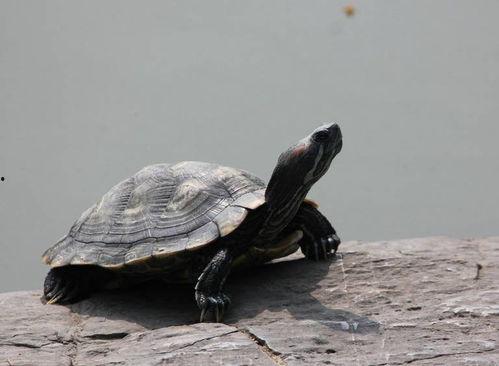 大乌龟国产视频在线  第1张