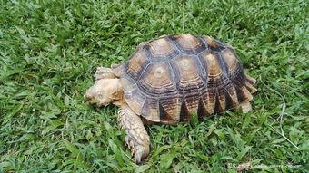 大乌龟国产视频在线  第2张