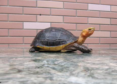 大乌龟国产视频在线  第3张