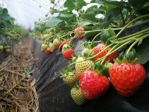 草莓视频国产天龙 央视,草莓视频与央视联手打造国产科幻巨作  第1张