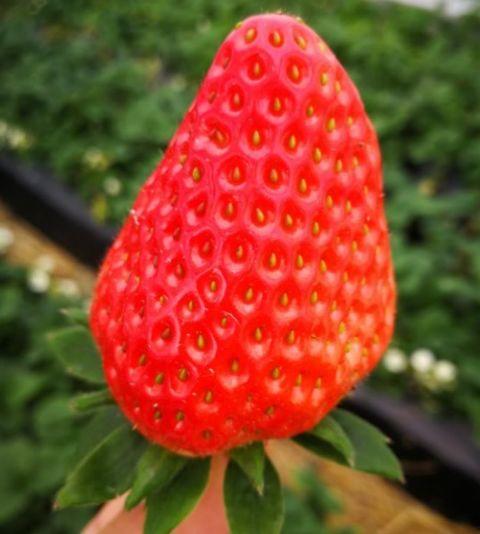 草莓视频国产天龙 央视,草莓视频与央视联手打造国产科幻巨作  第2张